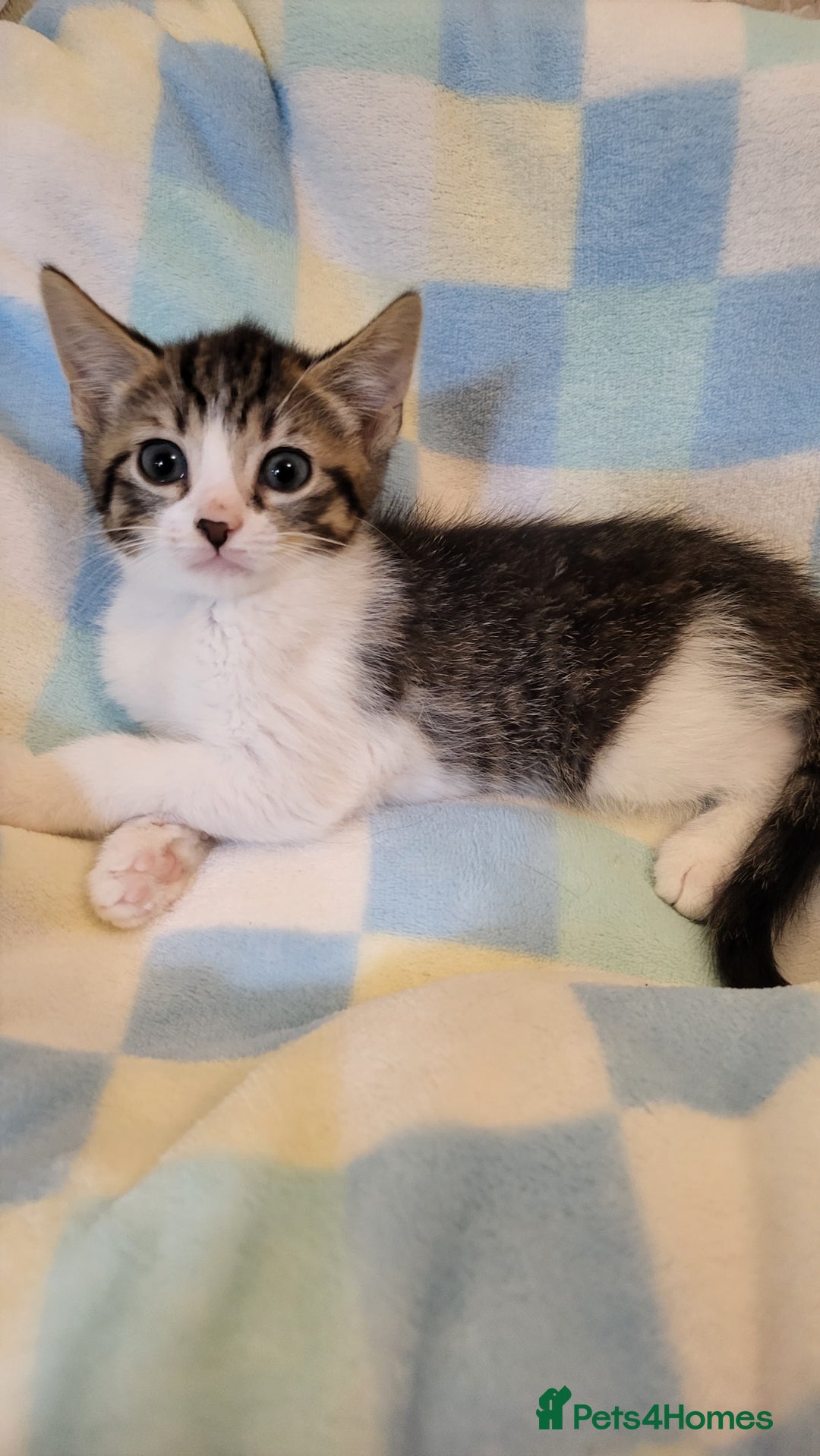 Mixed Breed cats for sale: Kittens Ready Now - Image 15