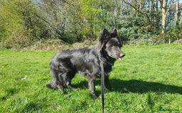 German Shepherd dogs for sale: 10 Healthy Beautiful German shepherds - Image 4