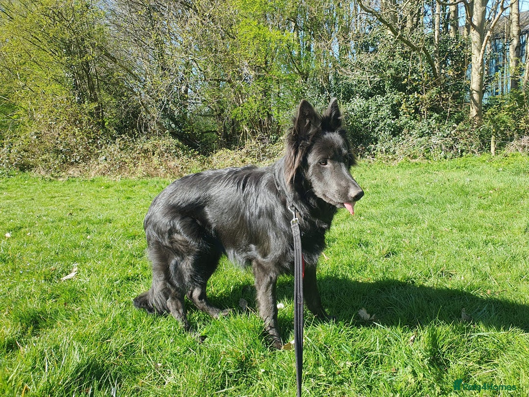 German Shepherd dogs for sale: 10 Healthy Beautiful German shepherds - Image 4