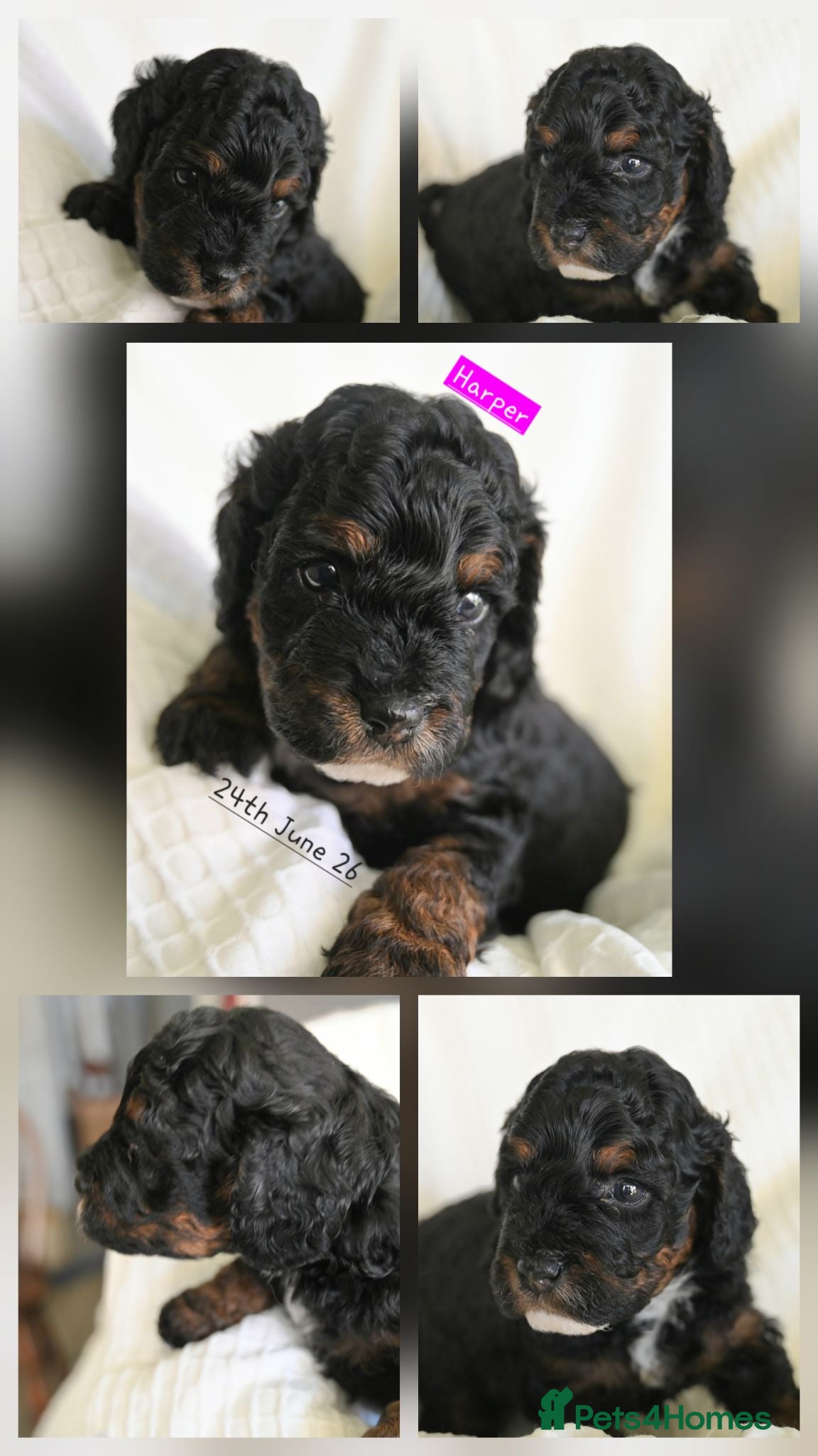 Cockapoo dogs 🐾F2 Cockapoos Puppies Wiltshire💗💗💗💙💙 - Advert 1