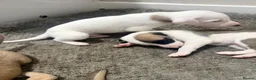 Whippet dogs for sale: Pure WHIPPET PUPPIES - Advert 27