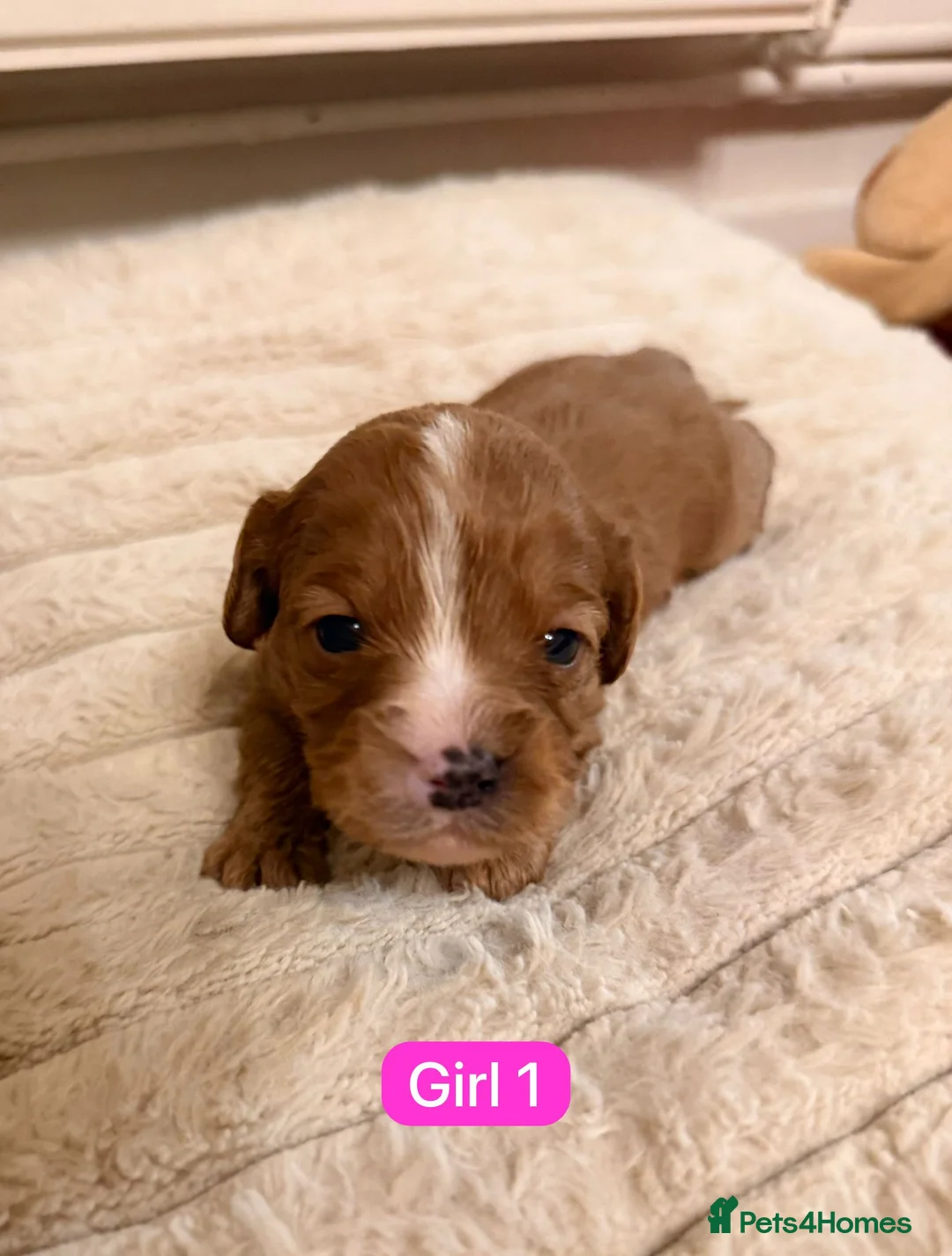 Cavapoo dogs for sale: Cavapoo Puppies - Advert 32