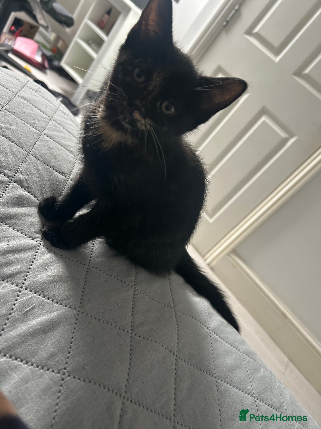 Mixed Breed cats for sale: Rare Bengal-Mix & Ginger Line Kittens  - Advert 22