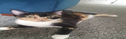 Domestic Shorthair cats for sale: Gorgeous kittens in Fakenham - Advert 8