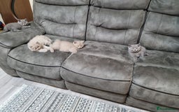 British Shorthair cats for sale: British shorthair kittens  - Image 11