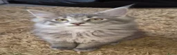 Maine Coon cats for sale: Maine coon kittens  - Advert 38