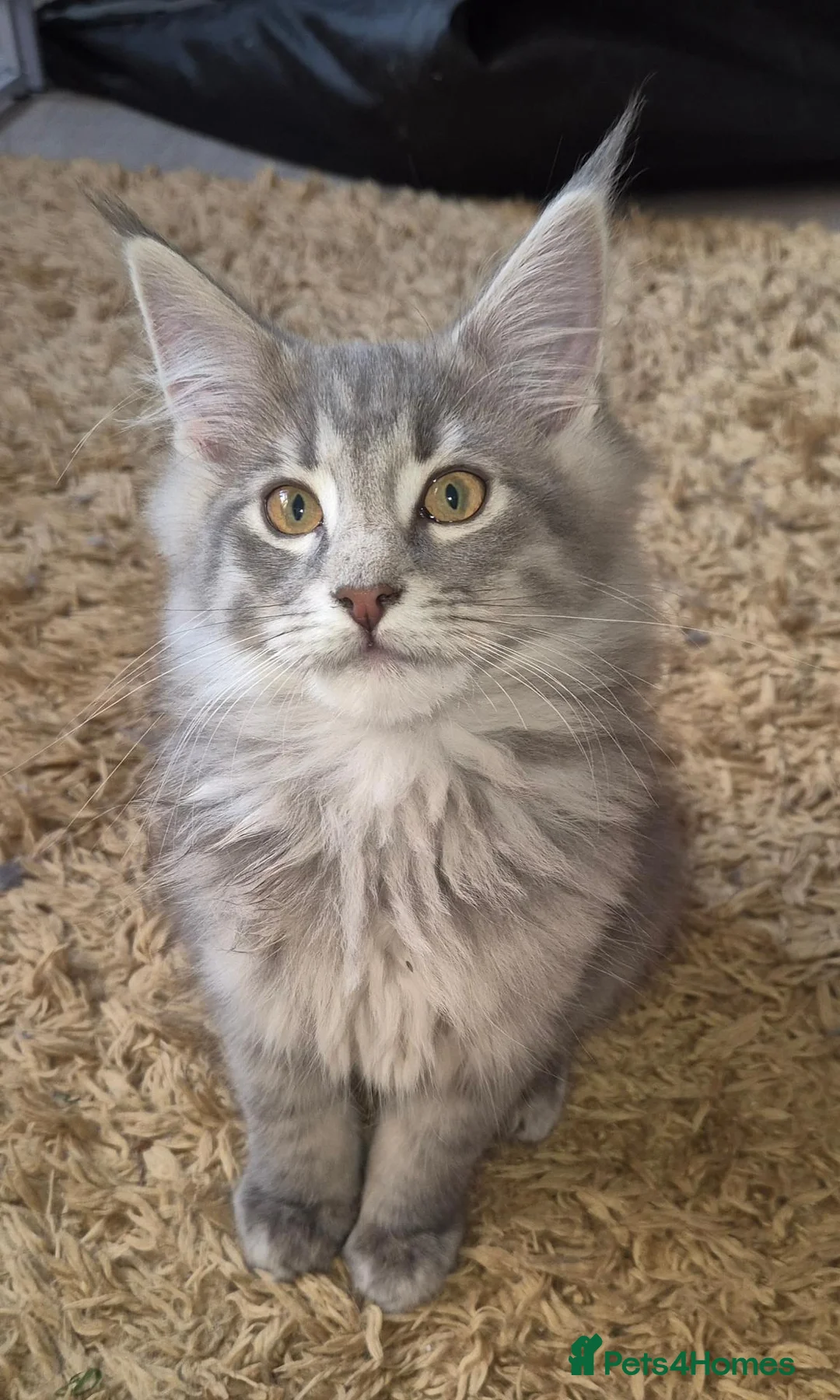 Maine Coon cats for sale: Maine coon kittens  - Advert 38