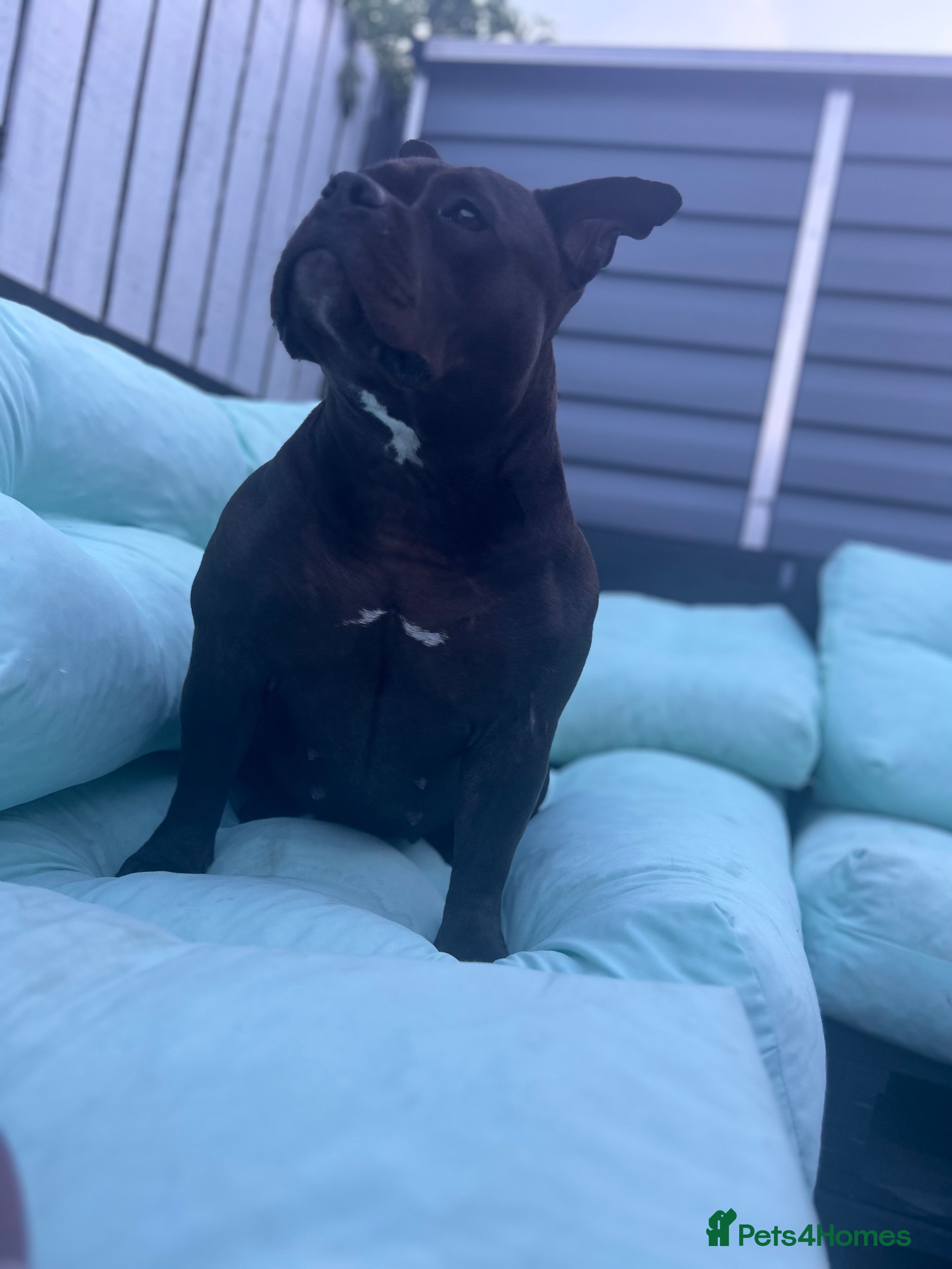 American Bully dogs Needs a genuine loving home..  in Peterlee - Advert 2