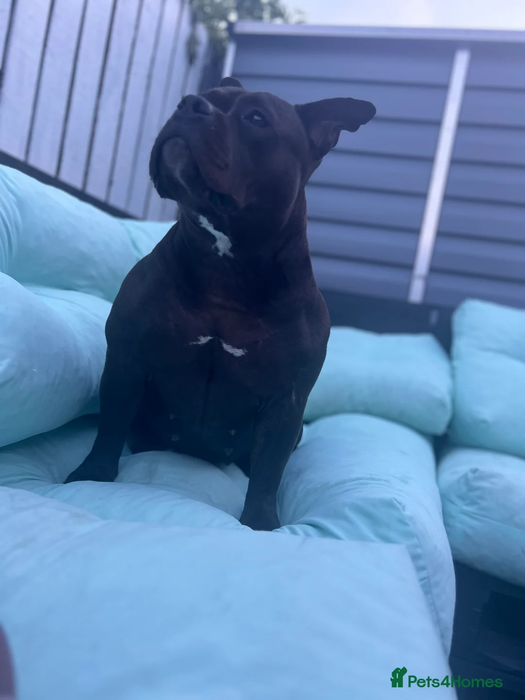 American Bully dogs for sale: Needs a genuine loving home..  in Peterlee - Advert 1