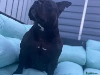 American Bully dogs Needs a genuine loving home.. in Peterlee - Advert 2