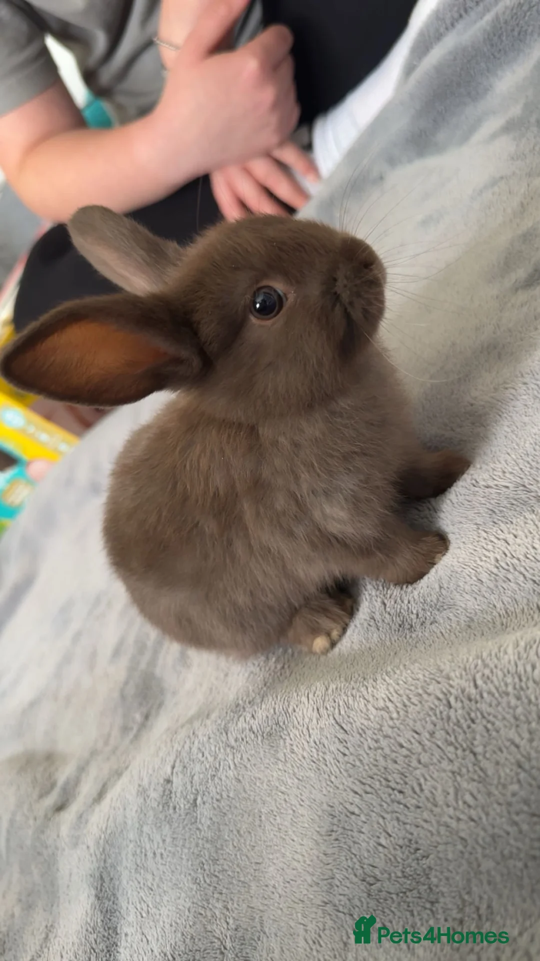 Netherland Dwarf rabbits for sale: Netherland Dwarft x Dwarf Lop - Advert 2
