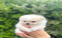 Pomeranian dogs for sale: Tiny Pomeranian Girls – Champion Bloodlines - Image 13