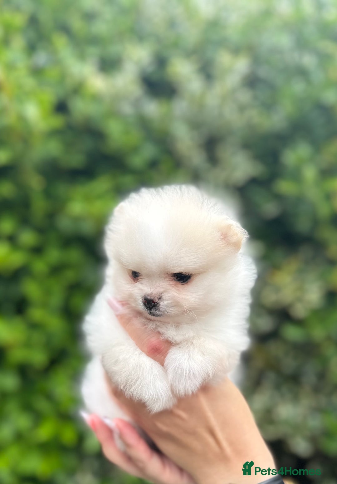 Pomeranian dogs for sale: Tiny Pomeranian Girls – Champion Bloodlines - Image 13