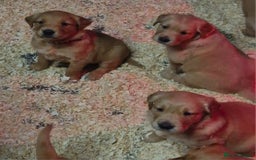 Golden Retriever dogs for sale: KC GOLDEN RETRIEVER PUPPIES, HEALTH SCORED PARENTS - Advert 4