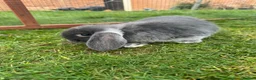 Mini Lop rabbits for sale: Miniature Lops  - Advert 3