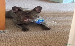 French Bulldog dogs for sale: French bulldog male  - Image 9