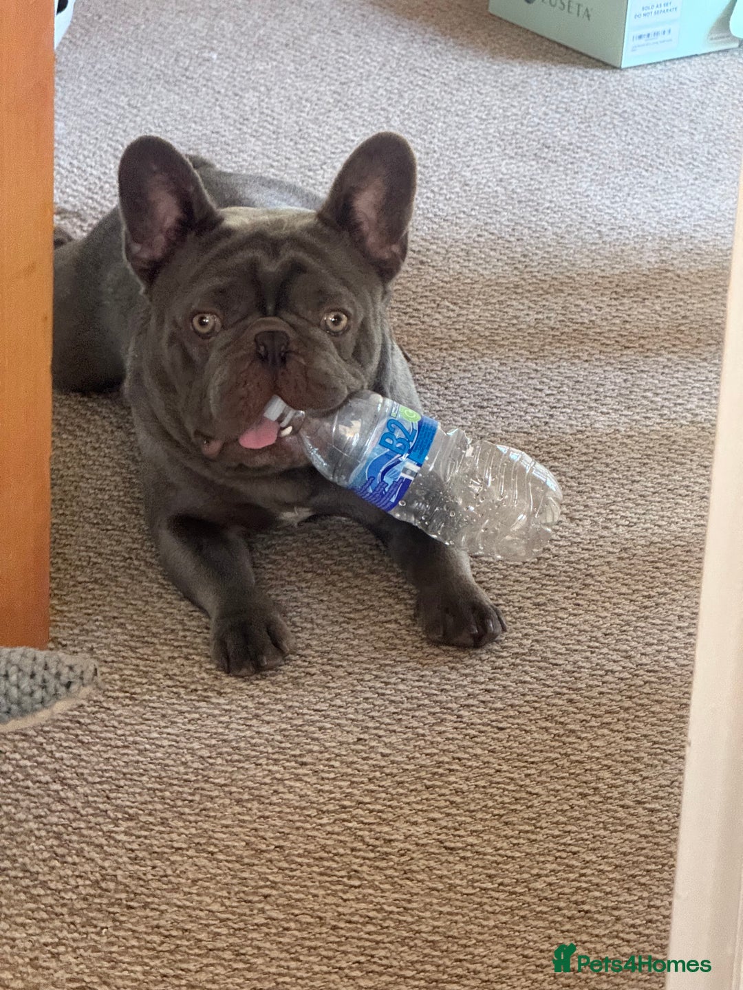 French Bulldog dogs for sale: French bulldog male  - Image 9