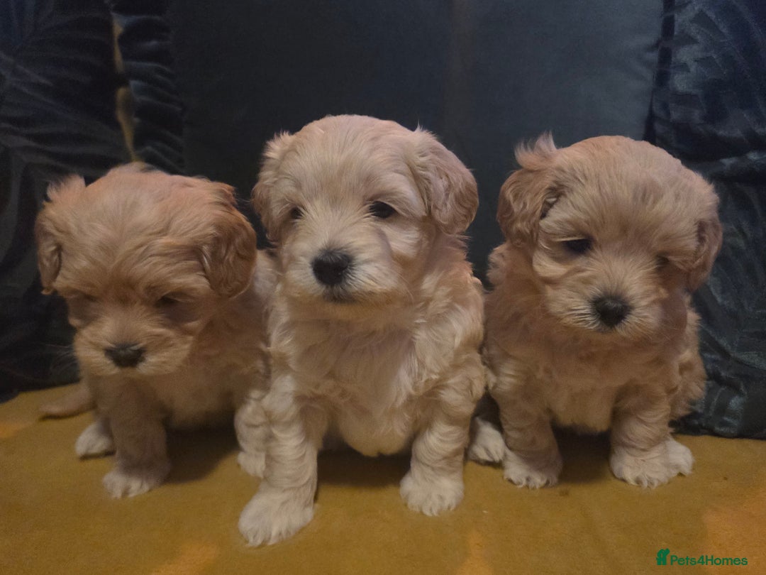 Maltipoo dogs for sale: F1 Maltipoo for sale  - Advert 20