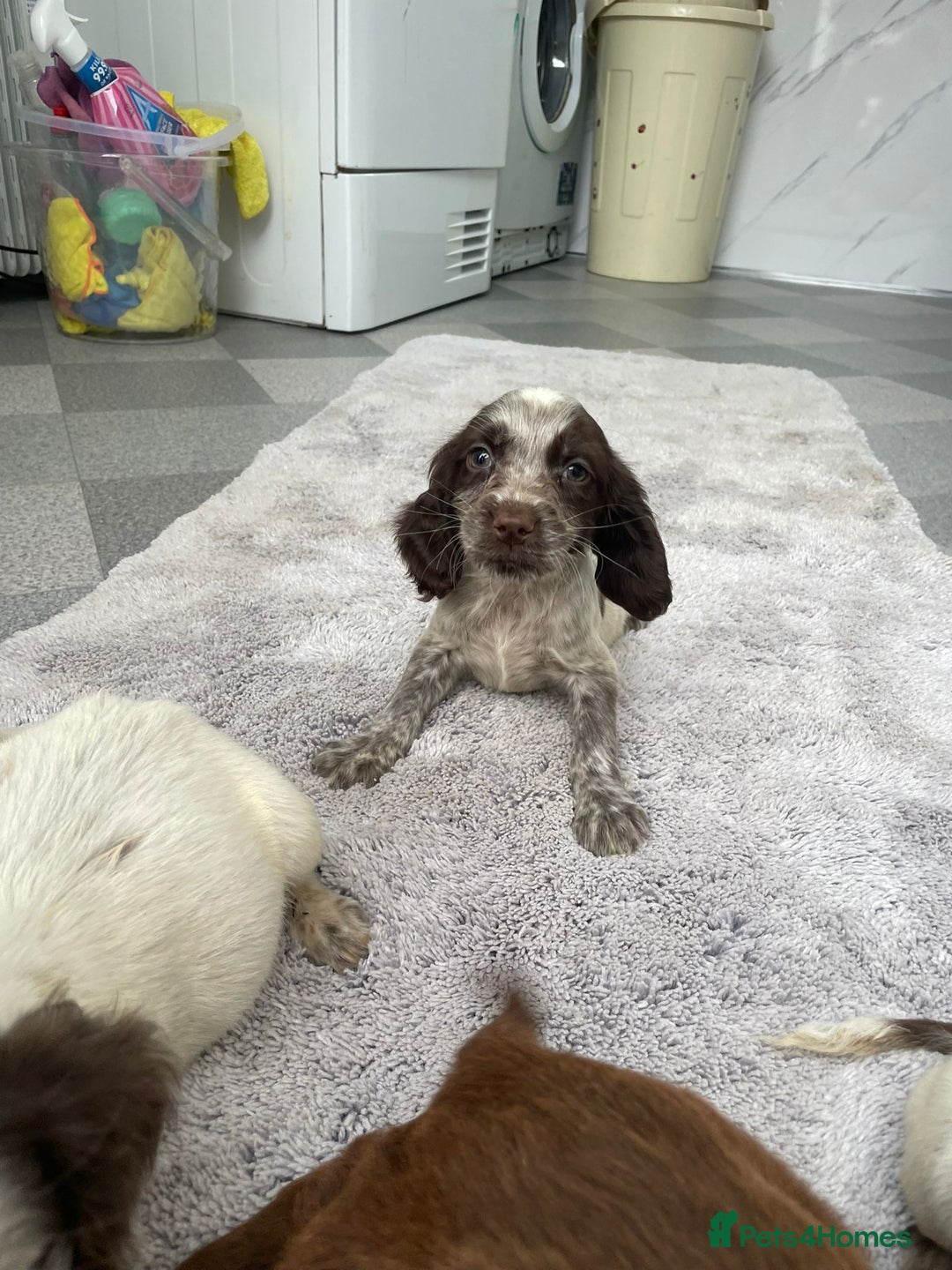 Cocker Spaniel dogs for sale: Cocker spaniel puppys - Image 4