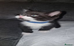 Mixed Breed cats for sale: Two kittens looking for forever homes - Image 6