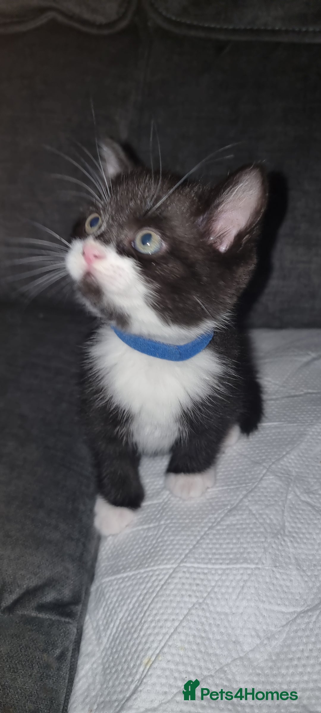Mixed Breed cats for sale: Two kittens looking for forever homes - Image 6