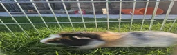 Guinea Pig rodents for sale: Lovely girls and boys for sale  - Advert 11