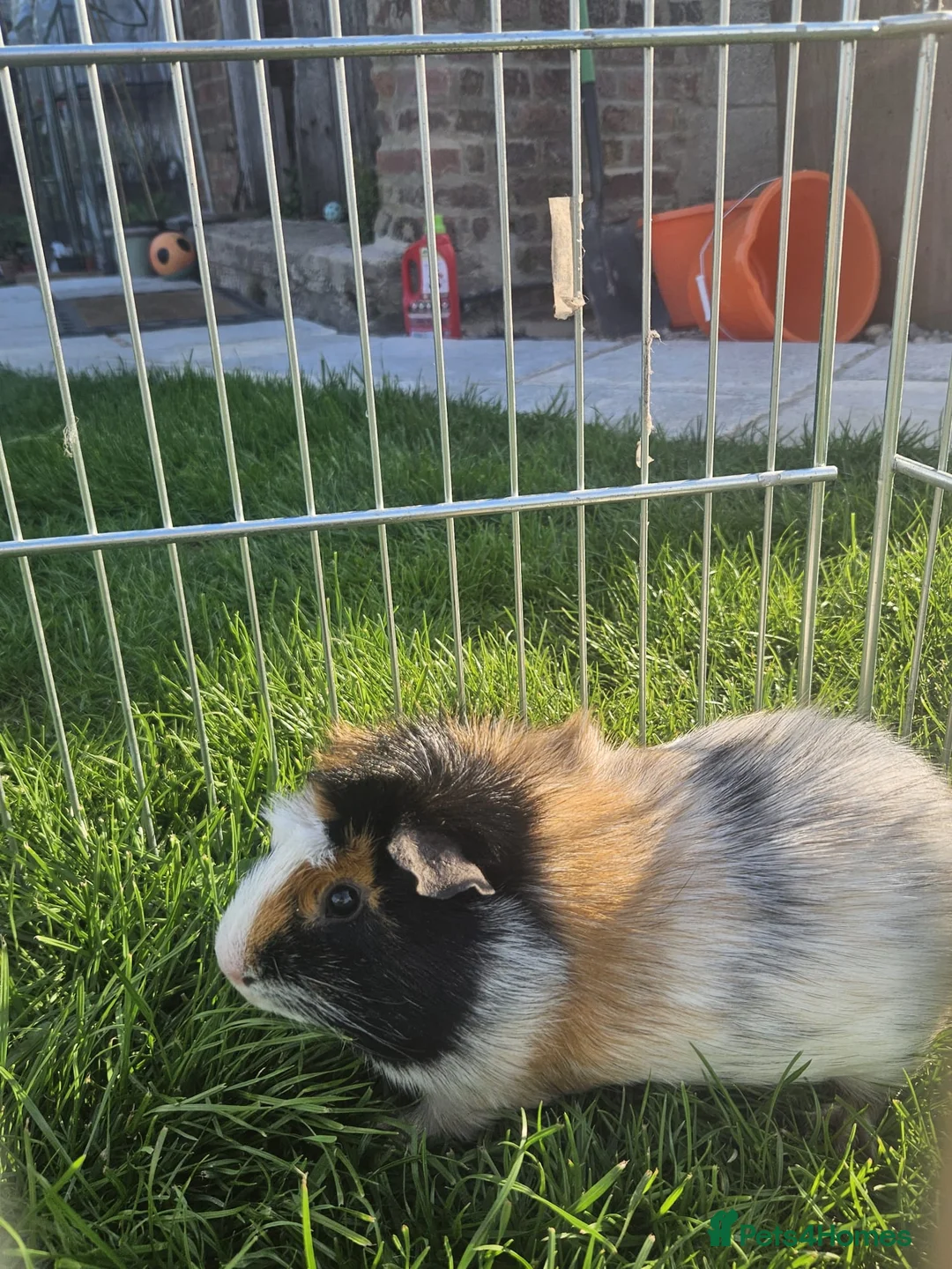 Guinea Pig rodents for sale: Lovely boy  for sale  - Advert 3