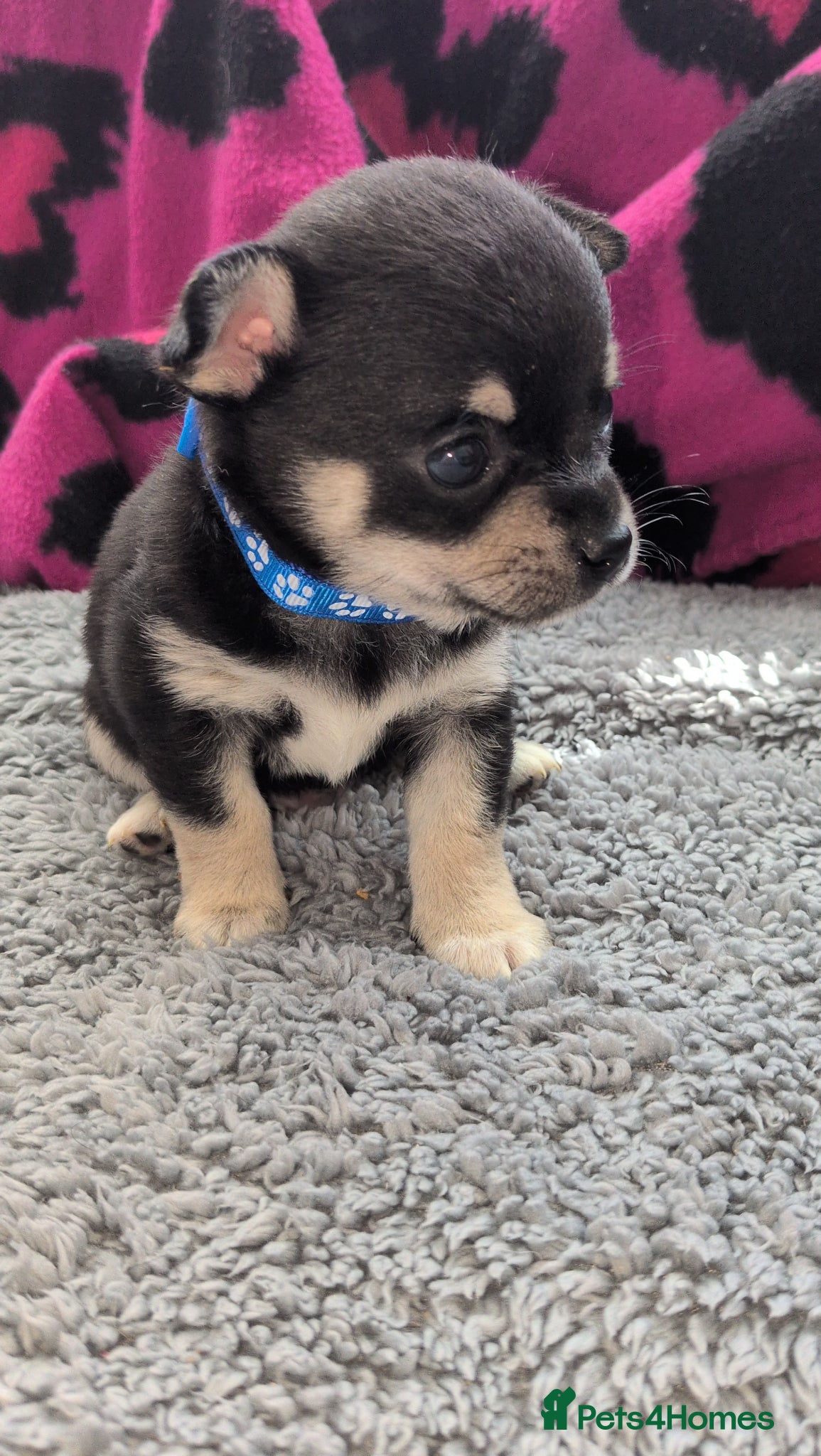 Chihuahua dogs Beautiful Chihuahua Puppies  - Advert 16