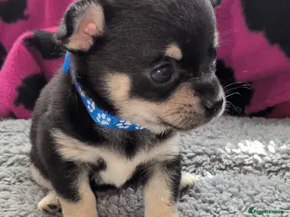 Chihuahua dogs Beautiful Chihuahua Puppies - Advert 16