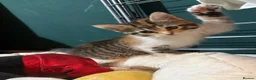 Mixed Breed cats for sale: Kittens for sale  - Advert 4
