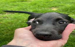Mixed Breed dogs for sale: Patterdale x cockerpoo puppies - Image 5