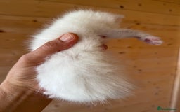 British Longhair cats for sale: Adorable Pure White Blue-Eyed British Kittens - Image 8