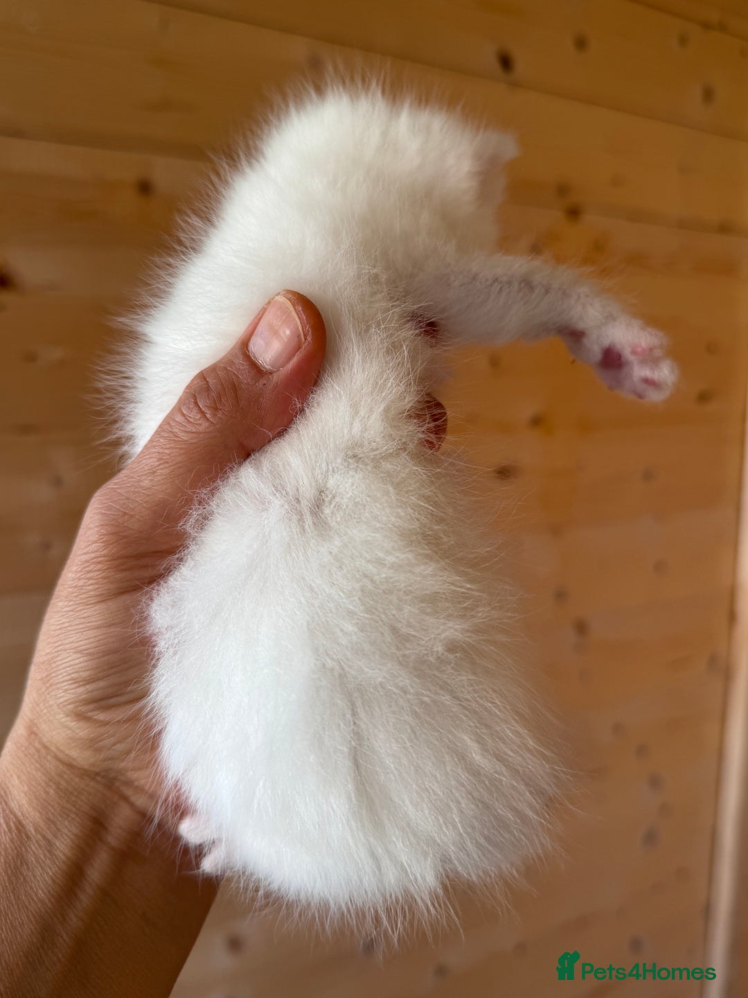 British Longhair cats for sale: Adorable Pure White Blue-Eyed British Kittens - Image 8