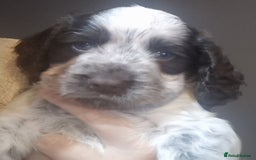 Cocker Spaniel dogs for sale: Stunning kc working cocker spaniels - Image 33