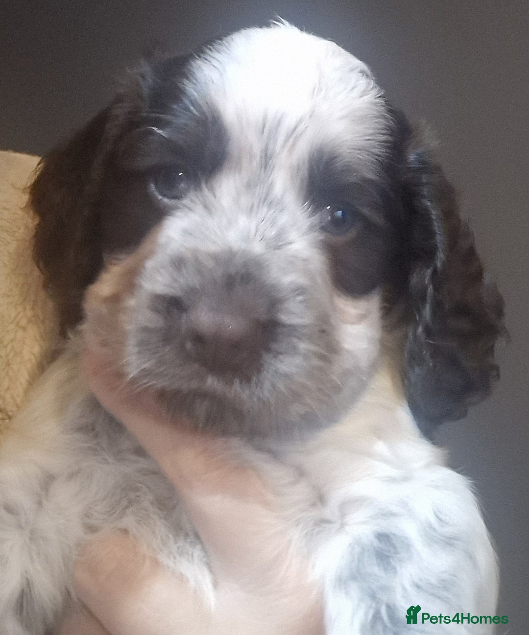 Cocker Spaniel dogs for sale: Stunning kc working cocker spaniels - Image 33