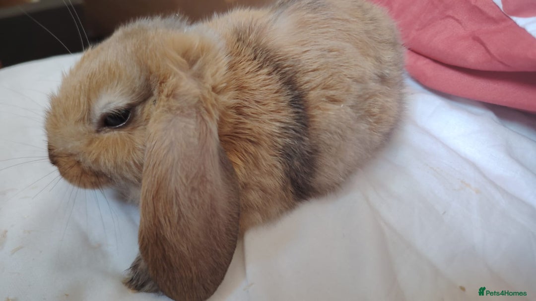 Mini Lop rabbits for sale: Mini Lops Male 6 Weeks Old Carterton, Oxford - Image 4