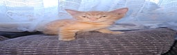 Maine Coon cats for sale: Beautiful main coon kitten ready for a new home. - Advert 9