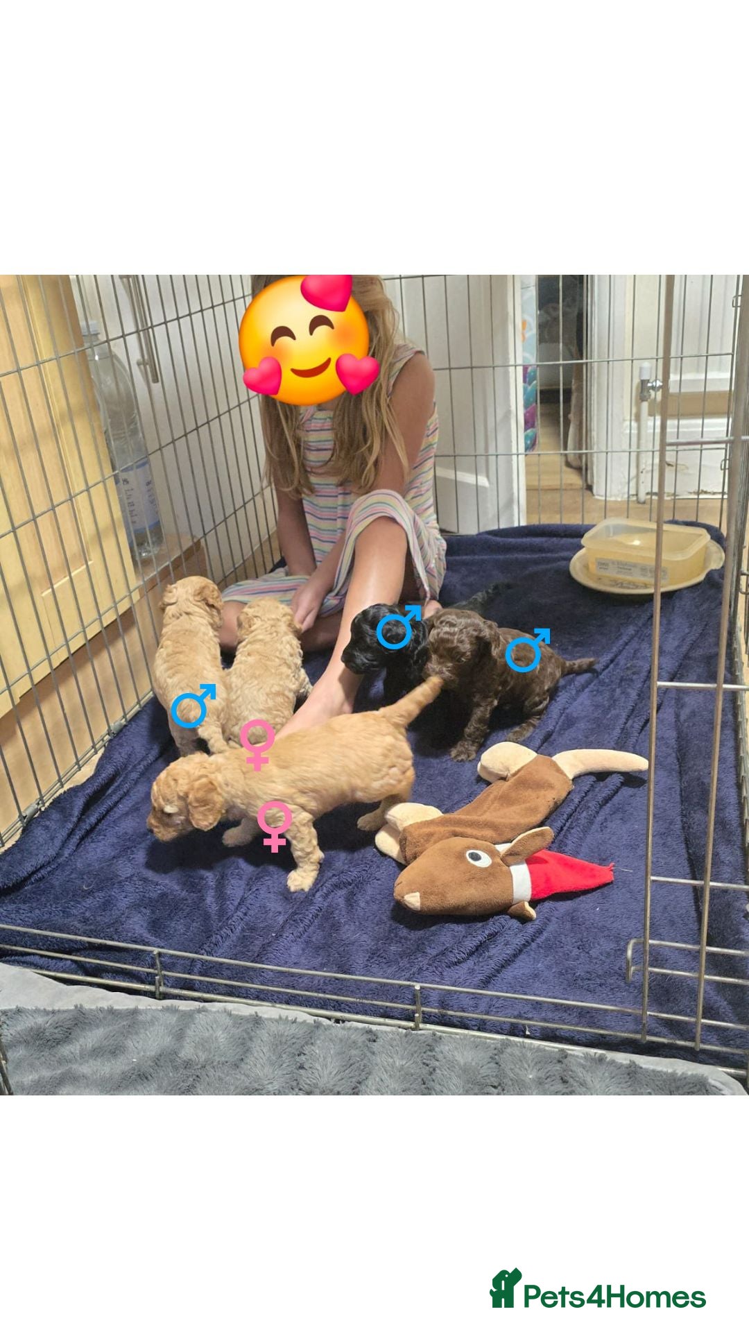 Sproodle dogs for sale: 2nd generation 1/4springer 3/4poodle - Image 9