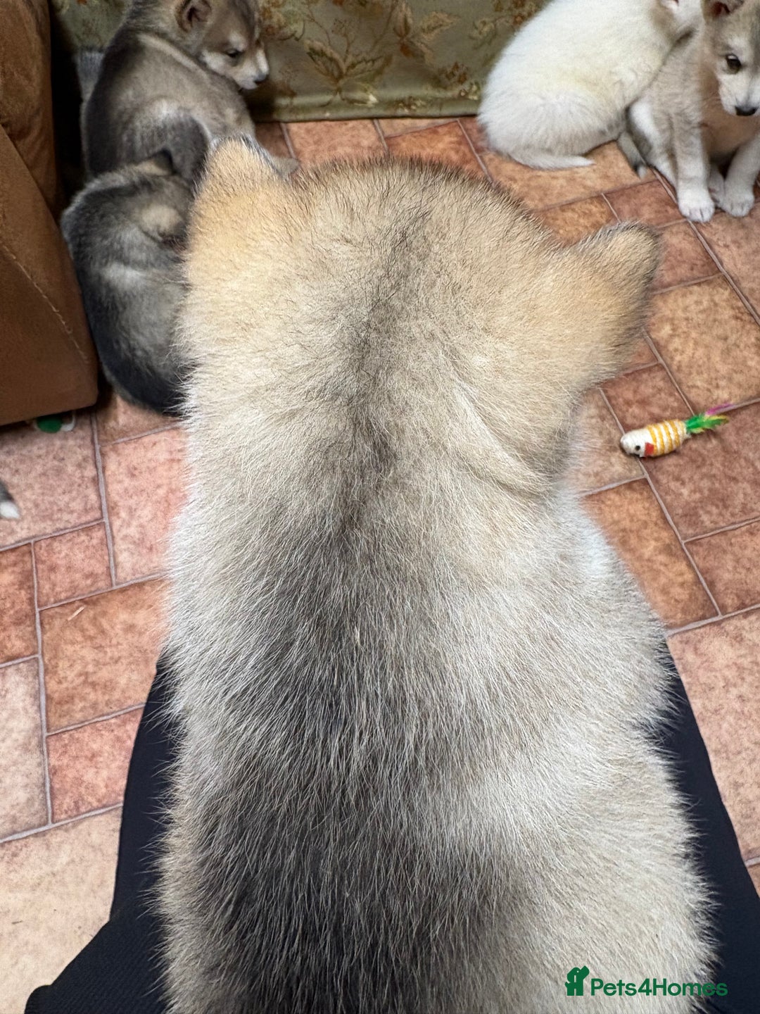 Alaskan Malamute dogs for sale: K.C registered Quality Alaskan Malamute puppies - Advert 21