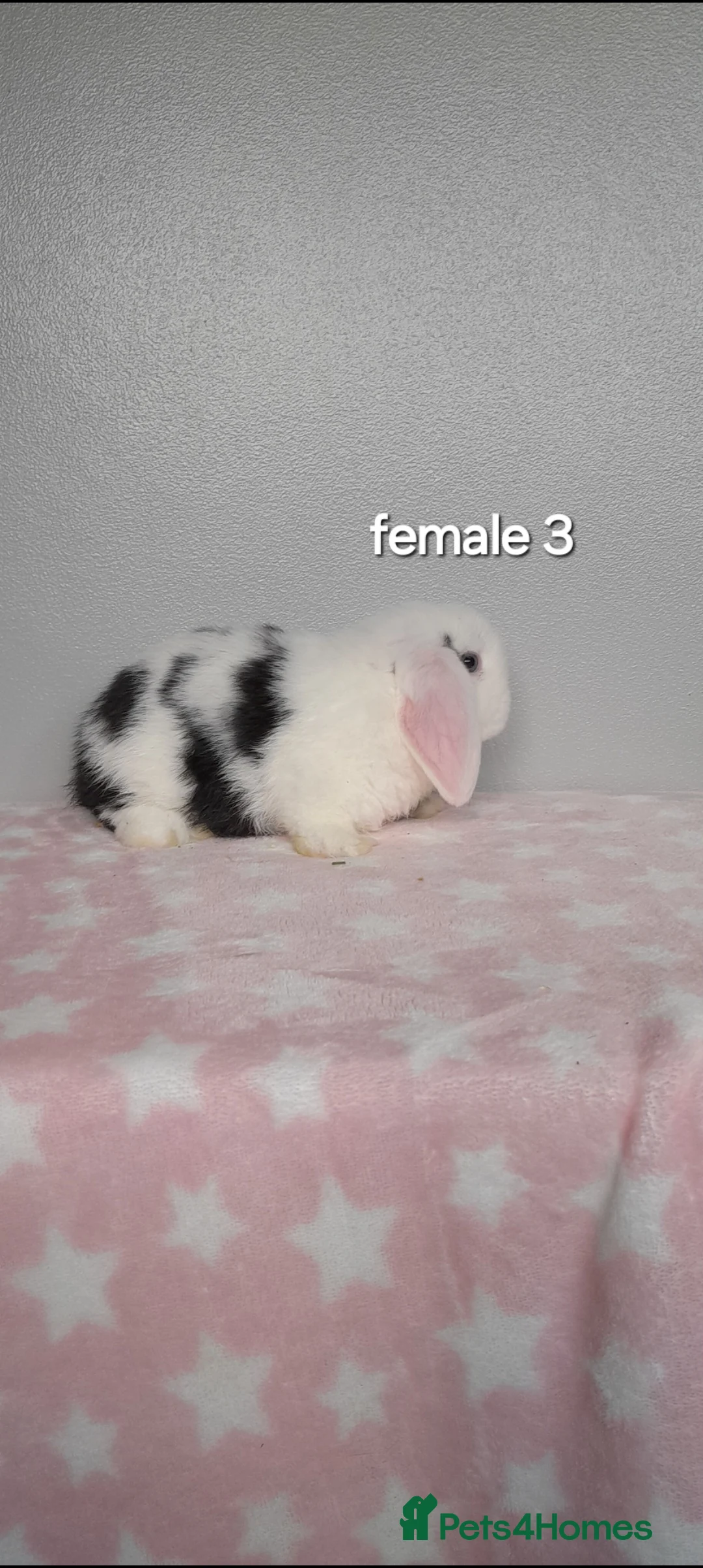 Mini Lop rabbits for sale: Purebred mini lop rabbits  - Advert 4