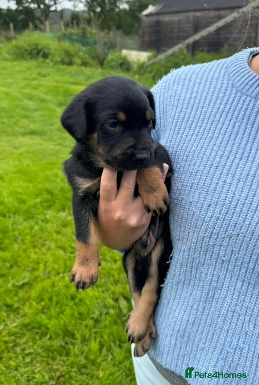 Huntaway dogs for sale: New Zealand Huntaway.  - Advert 2