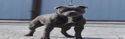 Staffordshire Bull Terrier dogs for sale: KC blue Staffordshire bull terrier puppies  - Advert 30