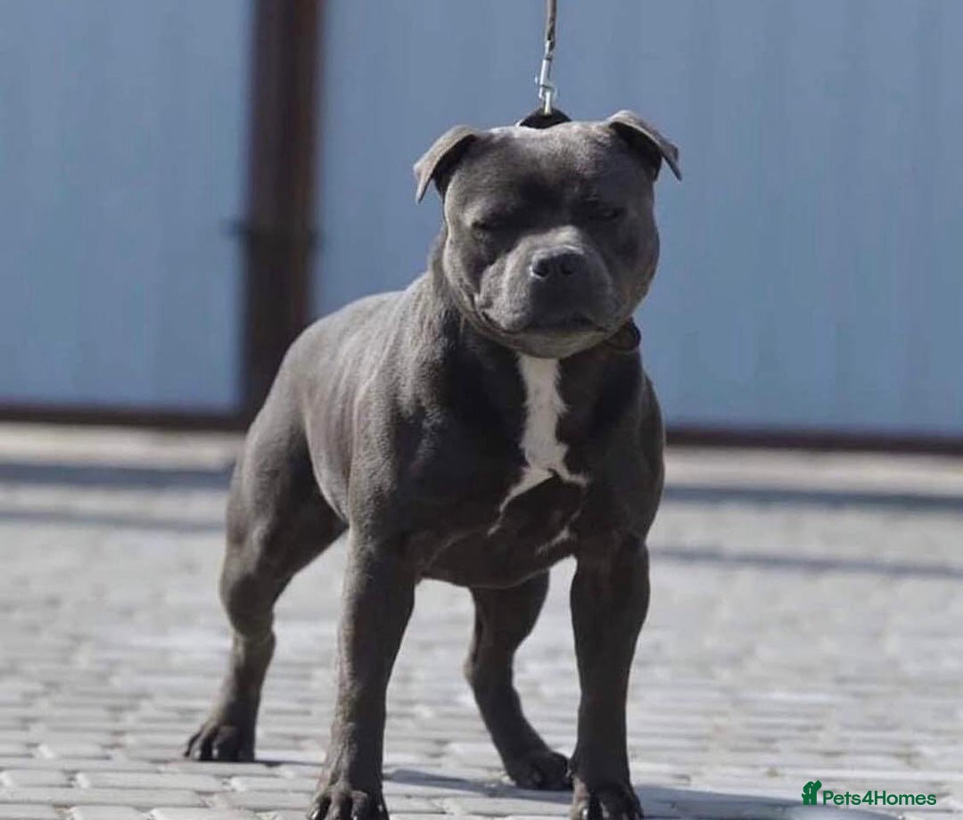 Staffordshire Bull Terrier dogs for sale: KC blue Staffordshire bull terrier puppies  - Advert 30