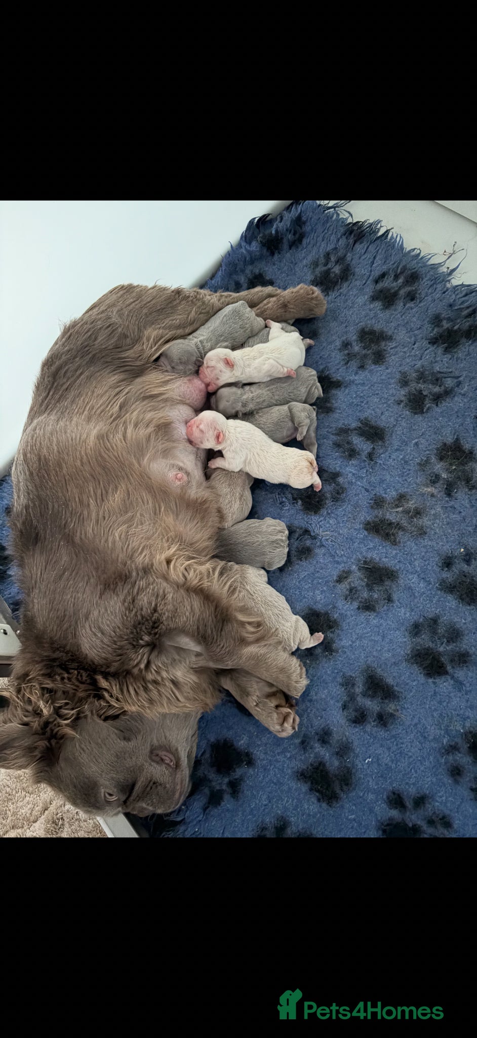 French Bulldog dogs Full fluffy French bulldogs  - Advert 2