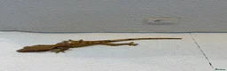 Gecko reptiles for sale: Baby crested geckos  - Advert 4