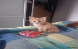 Maine Coon cats for sale: Maicoon XL - Image 21