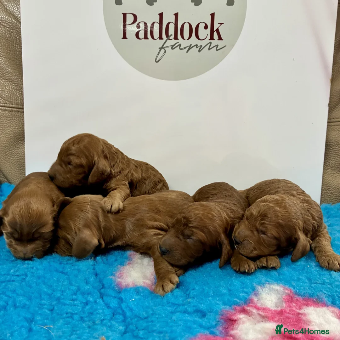 Cavapoo dogs for sale: ✨ Beautiful Cavapoo puppies ✨ - Advert 1