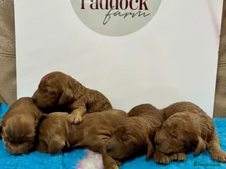Cavapoo dogs ✨ Beautiful Cavapoo puppies ✨ - Advert 2