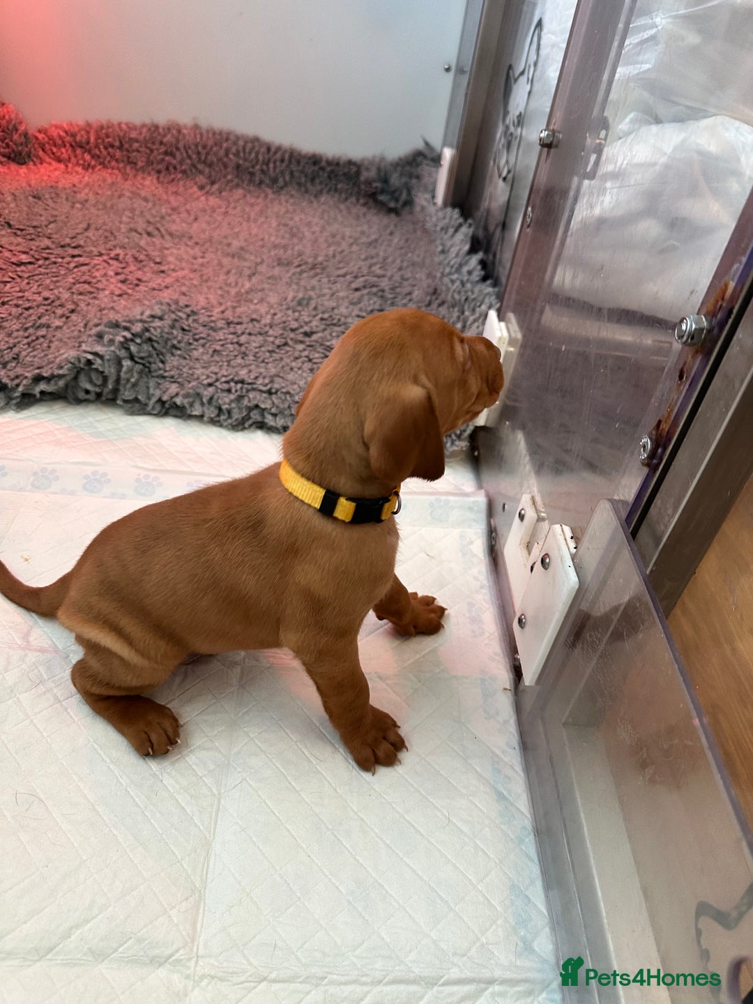 Hungarian Vizsla dogs for sale: Amazing Hungarian vizsla puppies - Image 6