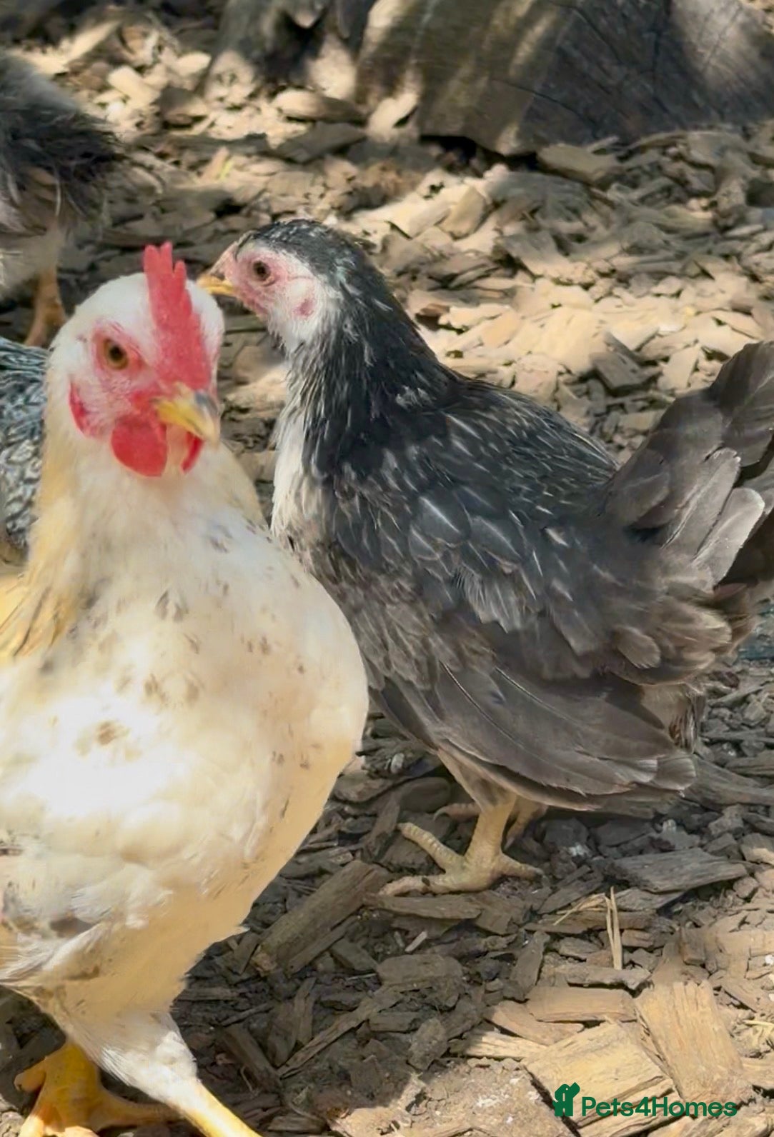 Chickens poultry Serama  - Advert 1